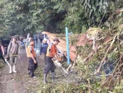 Pohon Besar Tumbang di Telaga Sarangan, Tutup Jalan dan Rusak Tiga Warung