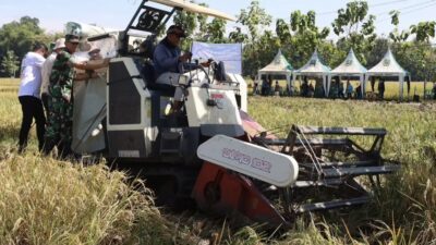Magetan Panen Raya Bareng Presiden, Produksi Beras Surplus dan Siap Suplai Nasional