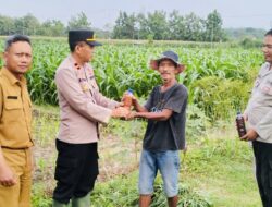 Petani di Sukorejo Terima Bantuan Pupuk Cair Organik untuk Dukung Produksi Jagung