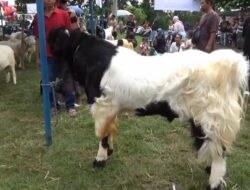 Kambing Premium dari Magetan Ini Bobotnya 107 Kg, Harganya Setara Motor Sport