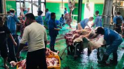 Lebih dari 100 Sapi Kurban Siap Dipotong di RPH Carat Magetan, Termasuk Kiriman Presiden