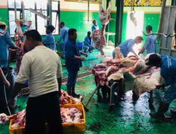 Lebih dari 100 Sapi Kurban Siap Dipotong di RPH Carat Magetan, Termasuk Kiriman Presiden