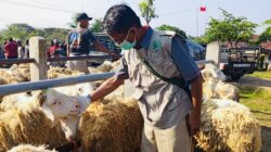 Jelang Idul Adha, Disnakkan Magetan Keliling Pasar Pastikan Hewan Kurban Sehat dan Cukup Umur