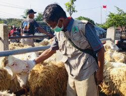Jelang Idul Adha, Disnakkan Magetan Keliling Pasar Pastikan Hewan Kurban Sehat dan Cukup Umur