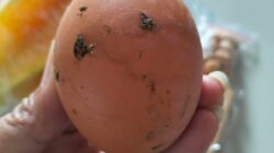 Roti Berjamur dan Telur Bau Muncul di Menu MBG Magetan, DPRD Jatim Soroti Pengawasan