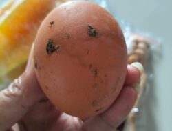 Roti Berjamur dan Telur Bau Muncul di Menu MBG Magetan, DPRD Jatim Soroti Pengawasan