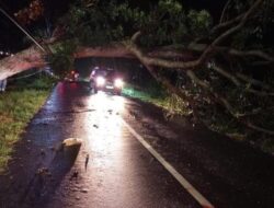 Pohon Tumbang di Magetan Kembali Timpa Pengendara Motor