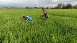 Babinsa Kodim Ponorogo Dampingi Petani, Wujudkan Dukungan Nyata di Lapangan