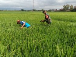 Babinsa Kodim Ponorogo Dampingi Petani, Wujudkan Dukungan Nyata di Lapangan