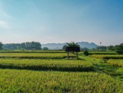 ATR/BPN Perkuat Kebijakan LBS, LP2B, dan LSD untuk Dukung Swasembada Pangan