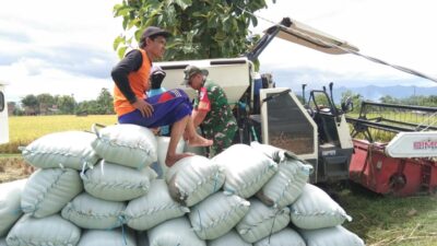 Babinsa Kodim Ponorogo Turun Tangan Bantu Petani Percepat Angkut Hasil Panen