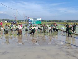 Target 7 Ton per Hektare, Magetan Gelar Tanam Padi Serentak
