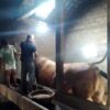 Sapi Kurban Presiden Prabowo Dibeli dari Peternak Kecil di Magetan