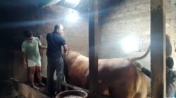 Sapi Kurban Presiden Prabowo Dibeli dari Peternak Kecil di Magetan