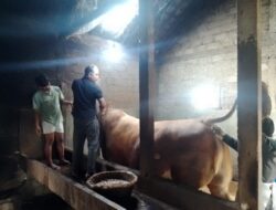 Sapi Kurban Presiden Prabowo Dibeli dari Peternak Kecil di Magetan