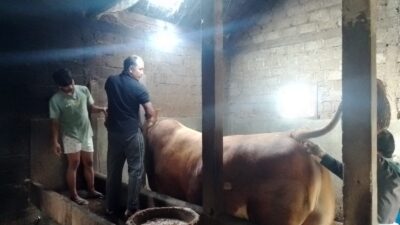 Sapi Kurban Presiden Prabowo Dibeli dari Peternak Kecil di Magetan