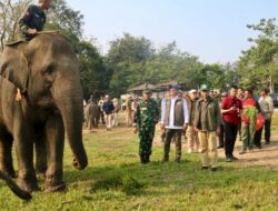 Pemerintah Percepat Solusi Permanen Konflik Manusia dan Gajah di Way Kambas