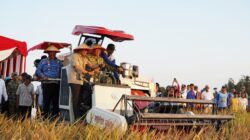 Gunakan Combine Harvester, Pangdam XXI/Radin Inten Panen Padi Bersama Petani di Lampung Tengah