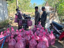 Satgas TMMD Turun Tangan Bantu Panen Jangkrik, Dorong Usaha Warga Bulu Lor