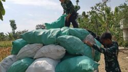 Sambil Istirahat, Satgas TMMD 129 Turun Bantu Warga Panen Jagung di Bulu Lor