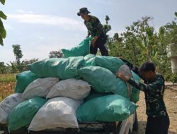 Sambil Istirahat, Satgas TMMD 129 Turun Bantu Warga Panen Jagung di Bulu Lor