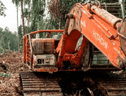 Excavator Diduga Siap Buka 200 Ha Hutan Rakyat di Labuhan Tangga Kecil, Warga Rohil Desak Aparat Turun