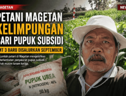 Petani Magetan Butuh Pupuk Sekarang, Subsidi MT 3 Baru Turun September