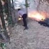 Rumpun Bambu Belakang TK di Sukorejo Ponorogo Ludes Terbakar