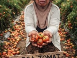 Keluh Kesah Petani Tomat Minta Diperjuangkan Seperti Peternak Ayam Petelor