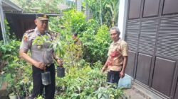 Dukung Ketahanan Pangan, Kapolsek Sukorejo Iptu Agus Tri Cahyo Wiyono Terjun Langsung Bagikan Bibit Alpukat ke Warga